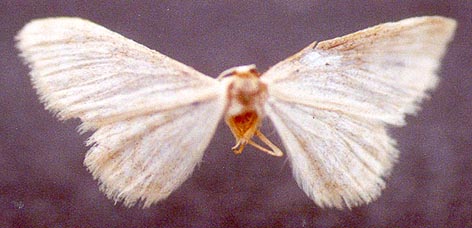 Idaea pseudopromiscuaria, holotype, color image