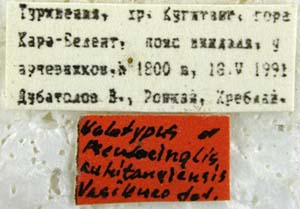 Holotype labels, color image