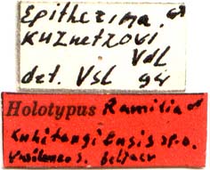 Holotype labels, color image