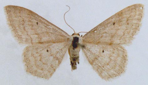 Scopula incanata remmi, color image