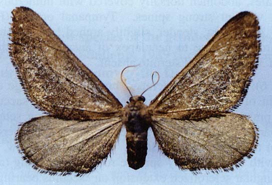 Semidesertobia ubinica, holotype, color image