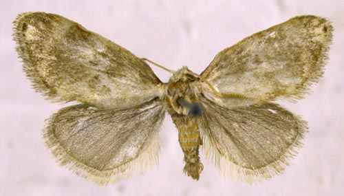 Kitanola uncula, color image