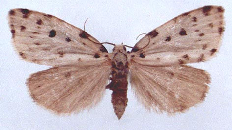 Parasiccia altaica, color image