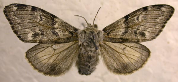 Gynaephora lugens, color image