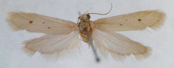 Ethmia distigmatella, color image