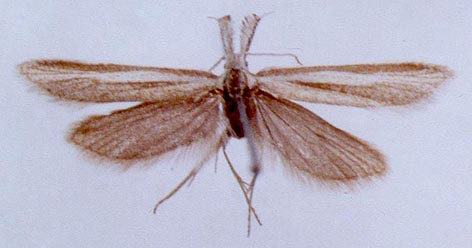 Pleurota tuvella, color image