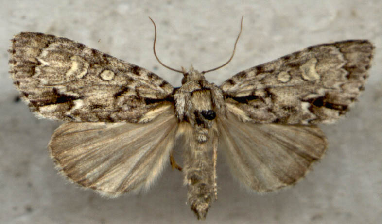 Acronicta adaucta, color image