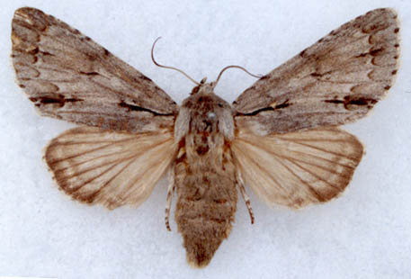 Acronicta major atrotaigensa, paratype, female, color image