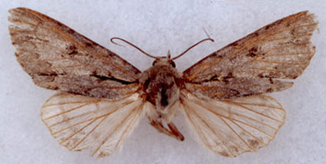 Acronicta major atrotaigensa, holotype, color image