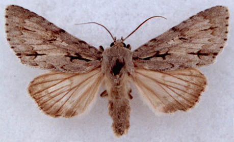 Acronicta major atrotaigensa, paratype, male, color image