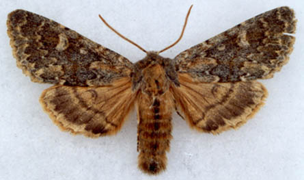 Dasypolia rjabovi, male, color image