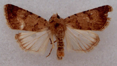 Eremodrina leptodactyla, holotype, color image