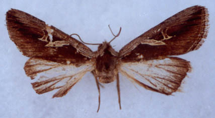 Lophoterges radians, paratype, color image