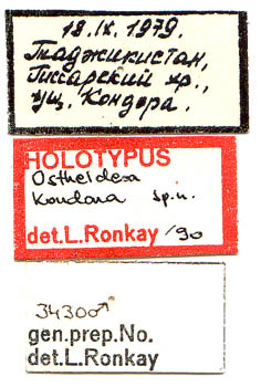 Ostheldera kondara holotype labels, color image