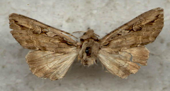 Pseudohadena oxybella, color image