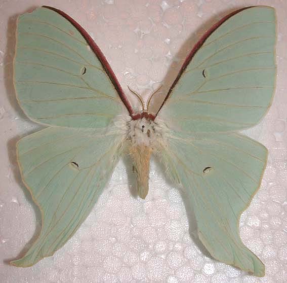 Actias aliena, color image