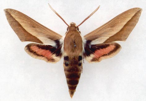 Hyles hippophaes, color image