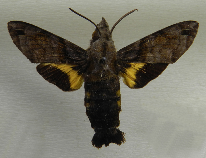 Macroglossum pyrrhostictum, color image