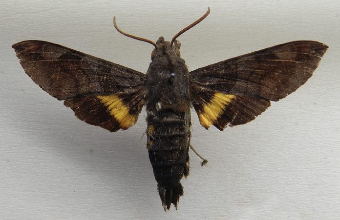 Macroglossum saga, color image