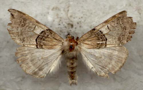 Spilobasis circumdata, color image