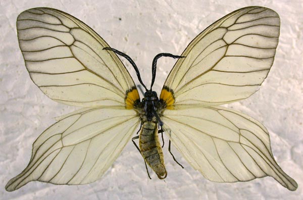 Elcysma westwoodi caudata, color image