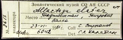 Allactaga elater, label, color image