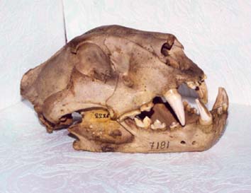 a skull of Panthera tigris, color photo