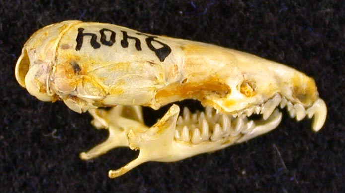 Crocidura leucodon volgensis, holotype, color image