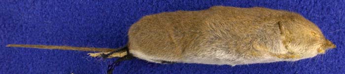 Crocidura sibirica ognevi, paratype, color image