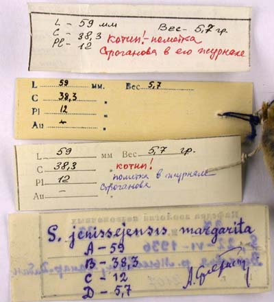 Paratype labels, color image