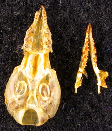 Sorex minutissimus stroganovi, paratype, color image