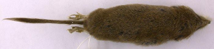 Sorex minutissimus stroganovi, paratype, color image