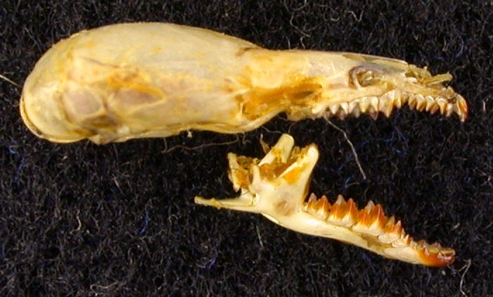 Sorex minutissimus stroganovi, paratype, color image