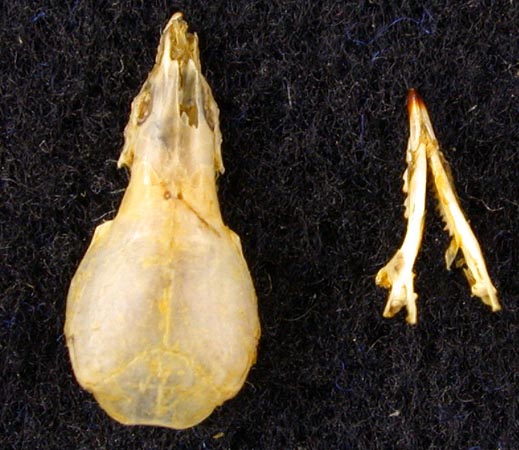 Sorex minutissimus stroganovi, paratype, color image