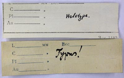 Lectotype labels, color image