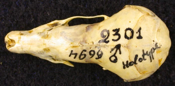 Talpa europaea transuralensis, holotype, color image