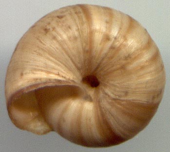 Angiomphalia caelestimontana, color image