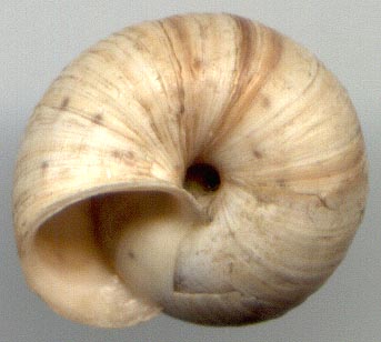 Angiomphalia caelestimontana, color image