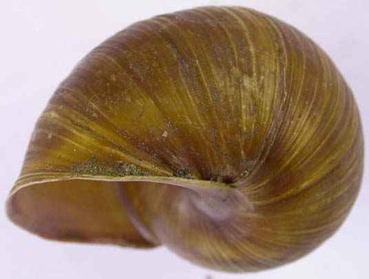 Helix pomatia, color image