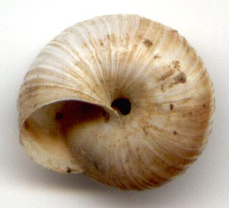 Leucozenella crassicosta, color image