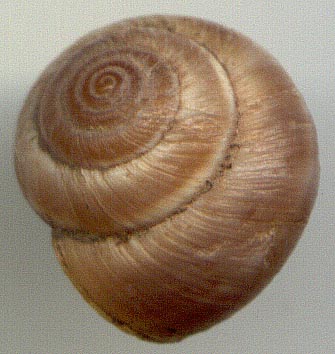 Leucozenella rubens, color image