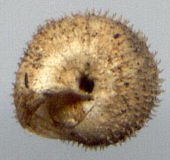 Monachoides aculeata, color image