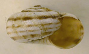 Xeropicta candaharica, color image