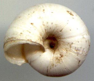 Xeropicta candaharica, color image