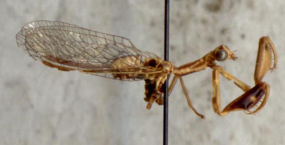 Mantispa lobata, color image