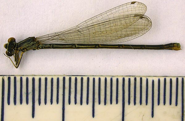 Agrion concinum bartenevi, paratype, color image