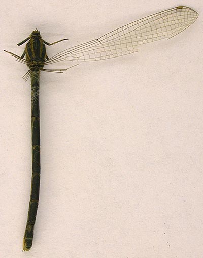 Agrion hylas meridionalis, paratype, color image