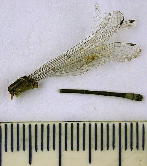 Agrion pulchellum asiaticum, lectotype, color image