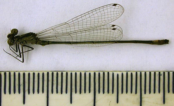 Agrion pulchellum sibiricum, lectotype, color image