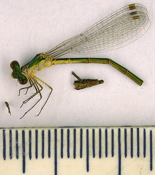 Lestes virens marikovskii, syntype, color image